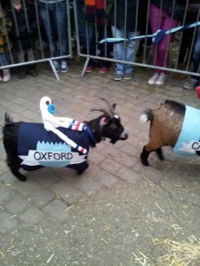 Goat Race