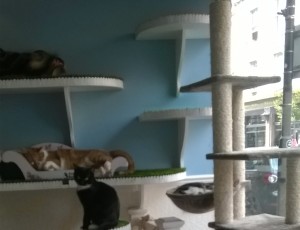 CatCafe1